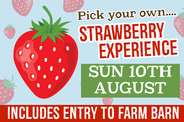 PYO Strawberries Sunday 10th August