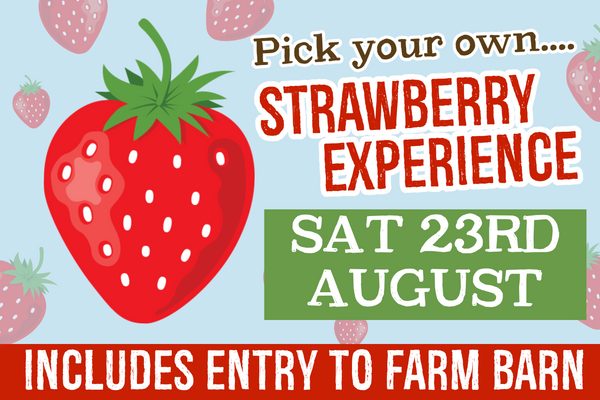 PYO Strawberries Saturday 23rd August