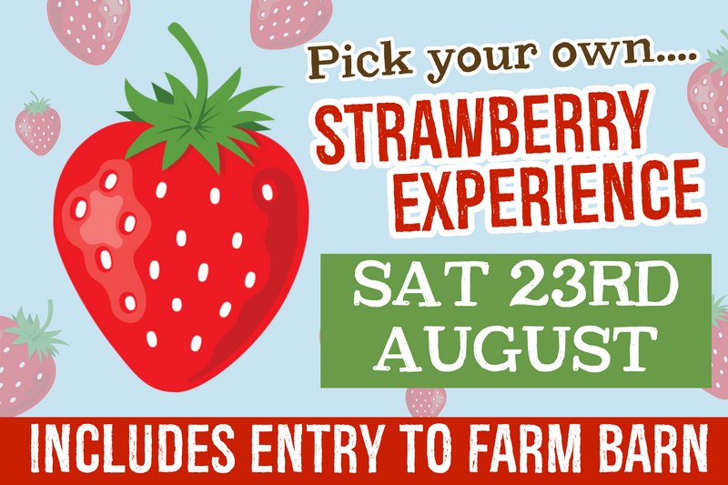 PYO Strawberries Saturday 23rd August