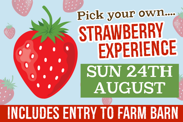 PYO Strawberries Sunday 24th August