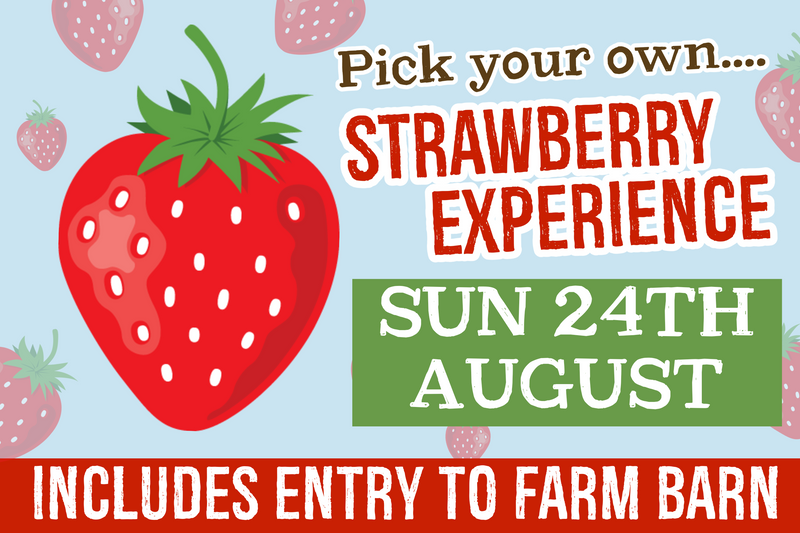 PYO Strawberries Sunday 24th August