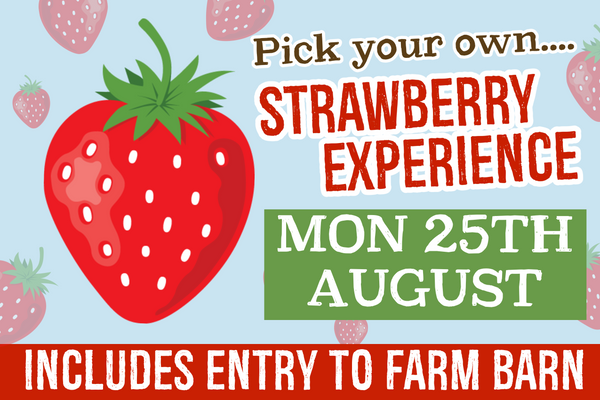 PYO Strawberries Monday 25th August