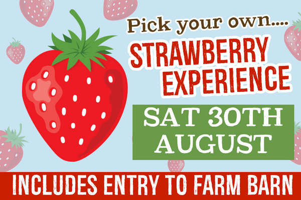 PYO Strawberries Saturday 30th August