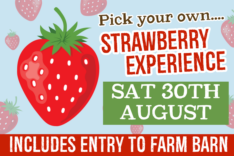 PYO Strawberries Saturday 30th August