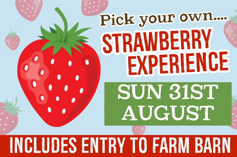 PYO Strawberries Sunday 31st August