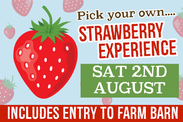 PYO Strawberries Saturday 2nd August